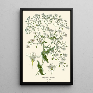 Elegant Gypsophile Painting - Edward Step — framed artwork on a wall