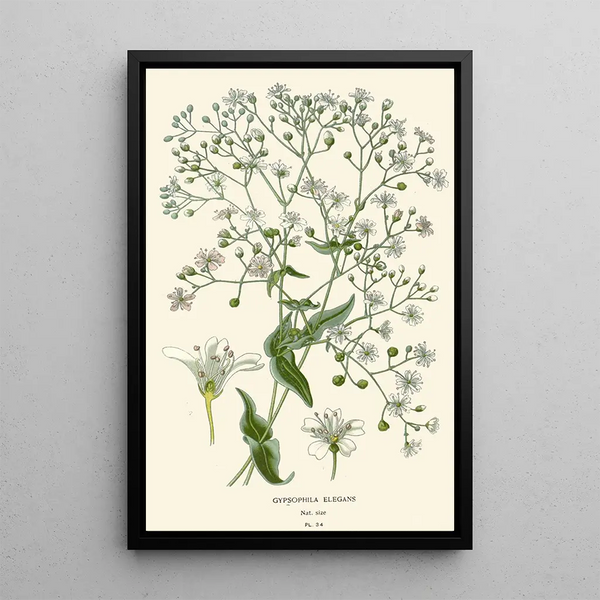 Elegant Gypsophile Painting - Edward Step — framed artwork on a wall