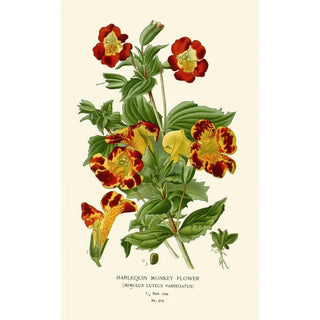Mimule Harlequin Painting - Edward Step — artwork view