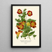 Mimule Harlequin Painting - Edward Step — framed artwork on a wall