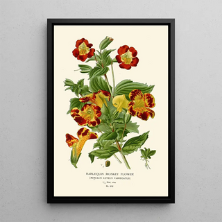 Mimule Harlequin Painting - Edward Step — framed artwork on a wall