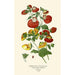 Herbaceous Calceolaire Painting - Edward Step — artwork view