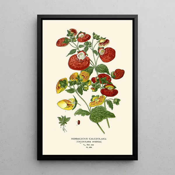 Herbaceous Calceolaire Painting - Edward Step — framed artwork on a wall