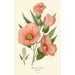 Hibiscus roseus Painting - Edward Step — artwork view