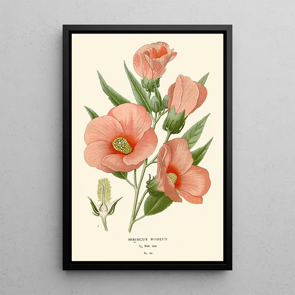 Hibiscus roseus Painting - Edward Step — framed artwork on a wall