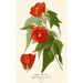 Abutilon hybride - Edward Step — artwork view