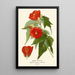 Abutilon hybride - Edward Step — framed artwork on a wall