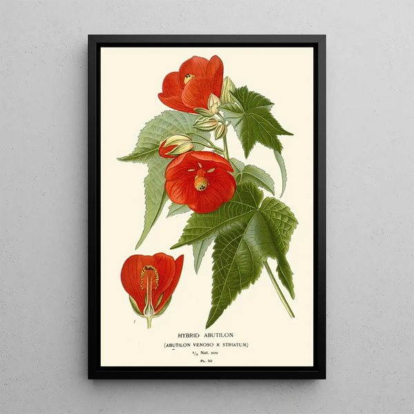 Abutilon hybride - Edward Step — framed artwork on a wall