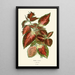 Coléus hybride - Edward Step — framed artwork on a wall