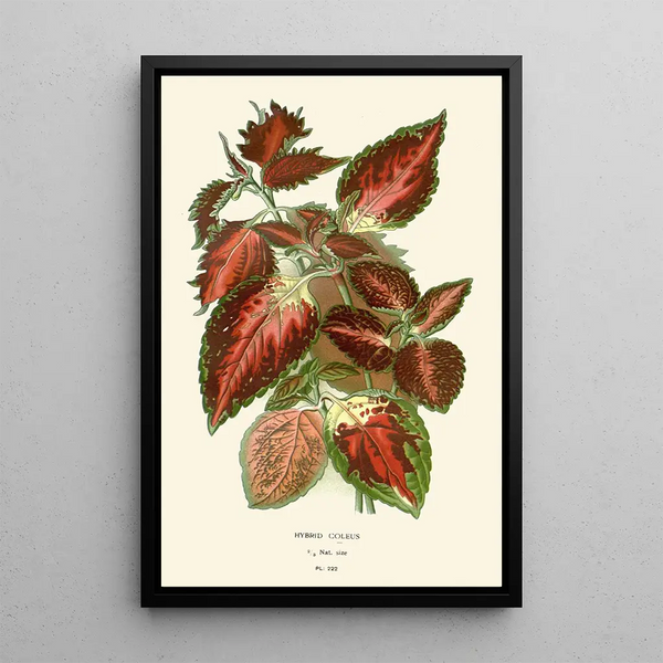 Coléus hybride - Edward Step — framed artwork on a wall