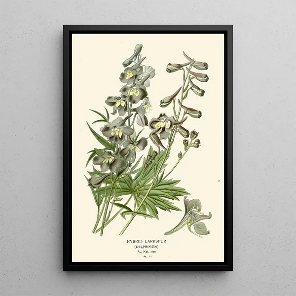 Reproduction of the painting Delphinium hybride - Edward Step | Painting