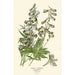 Reproduction of the painting Delphinium hybride - Edward Step | Painting