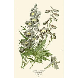 Edward Step - Hybrid Larkspur.webp
