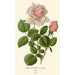 Rose thé hybride La France - Edward Step — artwork view