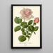 Rose thé hybride La France - Edward Step — framed artwork on a wall