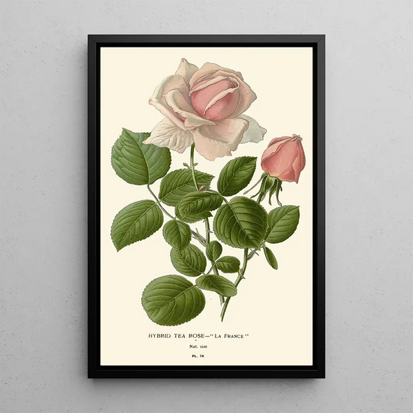 Rose thé hybride La France - Edward Step — framed artwork on a wall