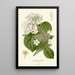 Hortensia Painting - Edward Step — framed artwork on a wall