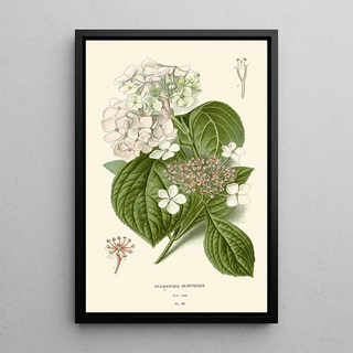 Hortensia Painting - Edward Step — framed artwork on a wall