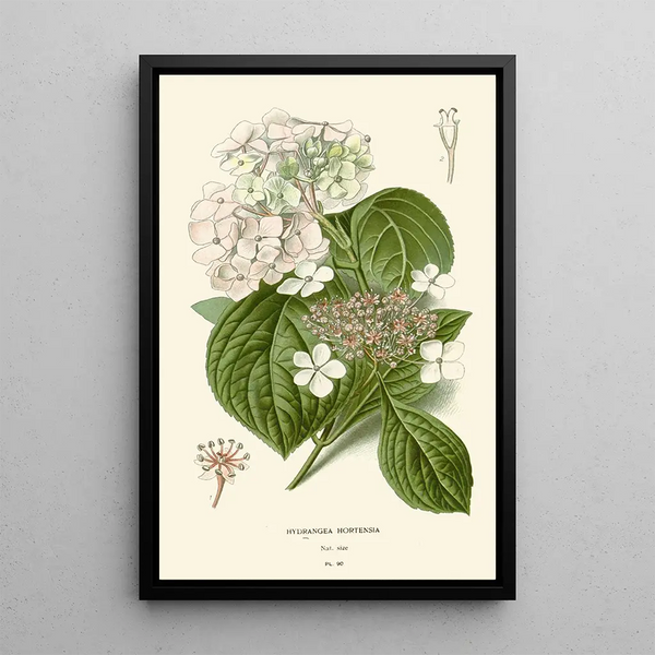 Hortensia Painting - Edward Step — framed artwork on a wall