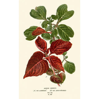 Reproduction of the painting Irésine Herbstii - Edward Step
