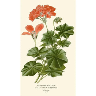 Leaf Geranium Painting - Edward Step — artwork view