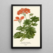 Leaf Geranium Painting - Edward Step — framed artwork on a wall