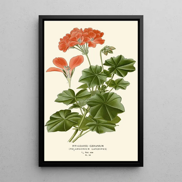 Leaf Geranium Painting - Edward Step — framed artwork on a wall