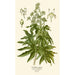 Japanese Aralia Painting - Edward Step — artwork view