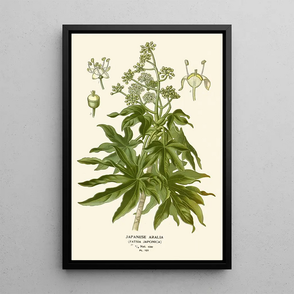 Japanese Aralia Painting - Edward Step — framed artwork on a wall