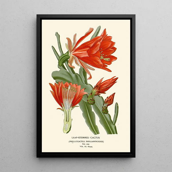 Reproduction of the painting Cactus à tiges feuillues - Edward Step