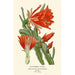 Reproduction of the painting Cactus à tiges feuillues - Edward Step
