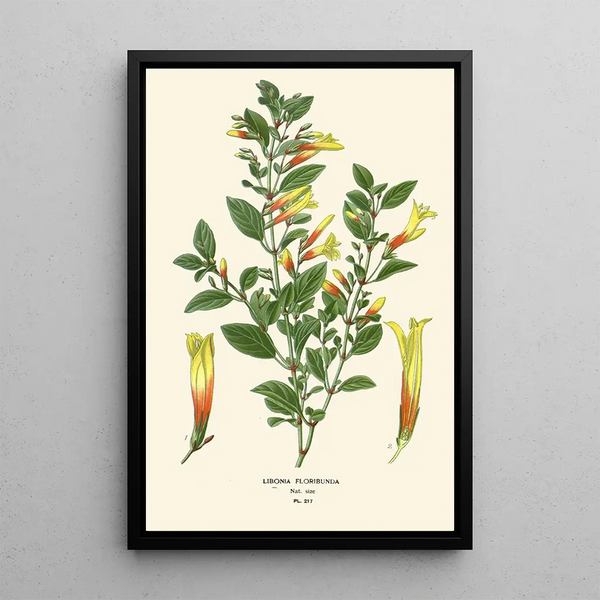 Libonia floribunda - Edward Step | Painting — framed artwork on a wall