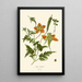 Loasa lateritia - Edward Step — framed artwork on a wall