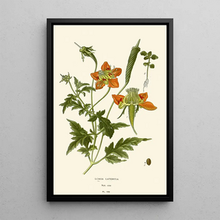 Loasa lateritia - Edward Step — framed artwork on a wall