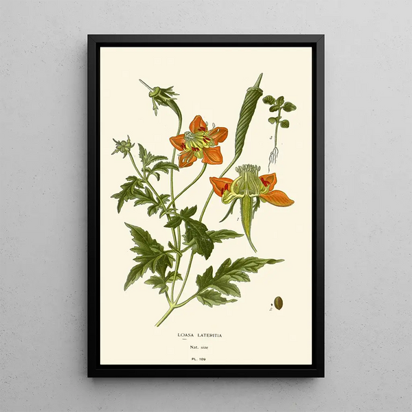 Loasa lateritia - Edward Step — framed artwork on a wall