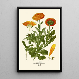Forget-me-not - Edward Step — framed artwork on a wall