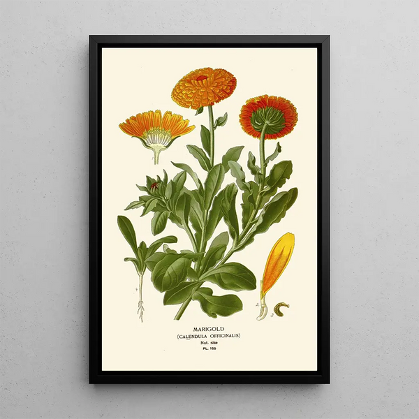 Forget-me-not - Edward Step — framed artwork on a wall