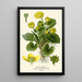 Caltha des marais - Edward Step — framed artwork on a wall