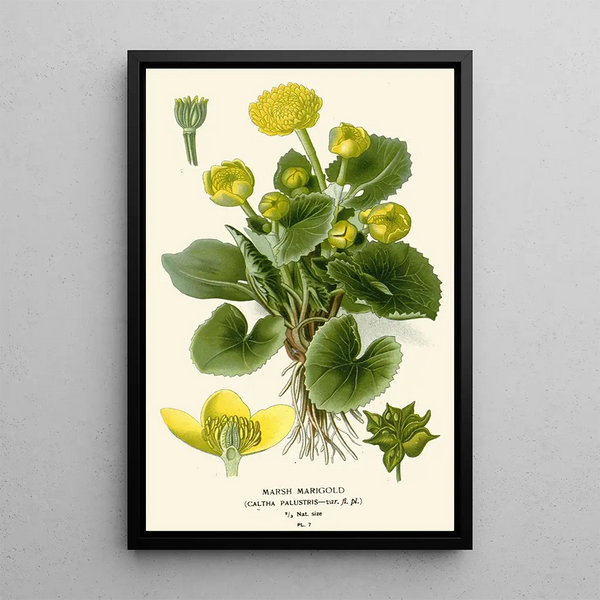 Caltha des marais - Edward Step — framed artwork on a wall