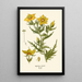 Reproduction of the painting Mentzelia Lindleyi - Edward Step