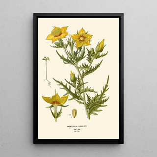 Reproduction of the painting Mentzelia Lindleyi - Edward Step
