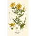 Reproduction of the painting Mentzelia Lindleyi - Edward Step