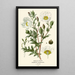 Reproduction of the painting Mexican Poppy Painting - Edward Step