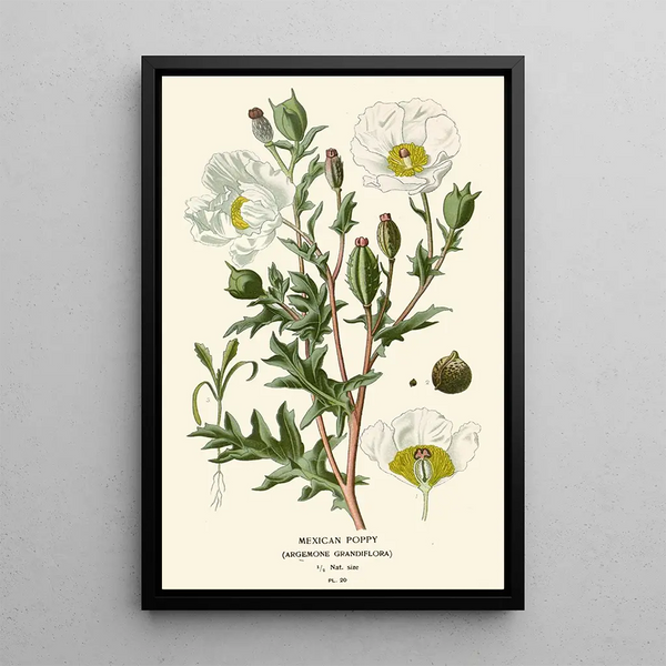 Reproduction of the painting Mexican Poppy Painting - Edward Step