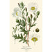 Reproduction of the painting Mexican Poppy Painting - Edward Step
