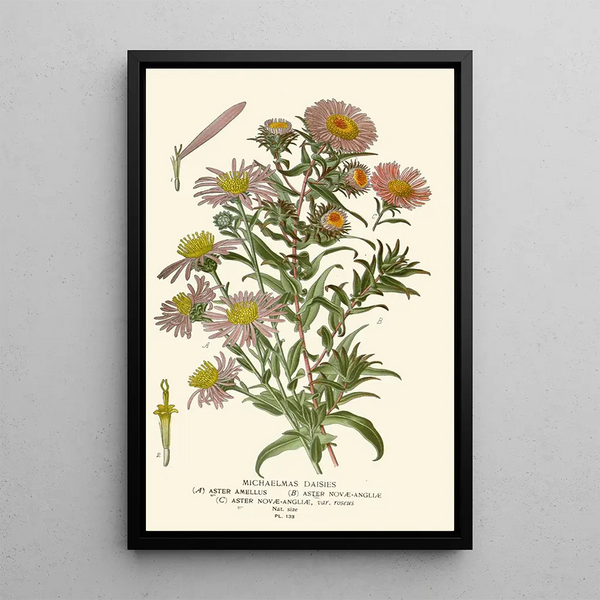 Saint-Michel Asters - Edward Step — framed artwork on a wall