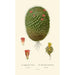 Mimillaria pusilla Mamillaria rhodantha - Edward Step — artwork view