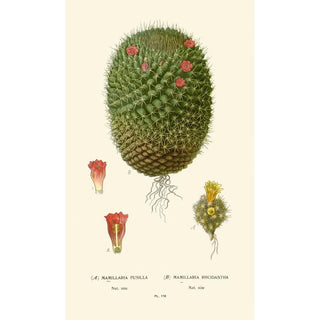 Mimillaria pusilla Mamillaria rhodantha - Edward Step — artwork view