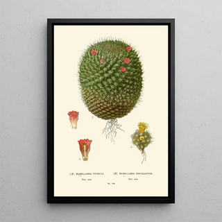 Mimillaria pusilla Mamillaria rhodantha - Edward Step — framed artwork on a wall