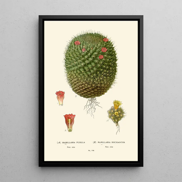 Mimillaria pusilla Mamillaria rhodantha - Edward Step — framed artwork on a wall